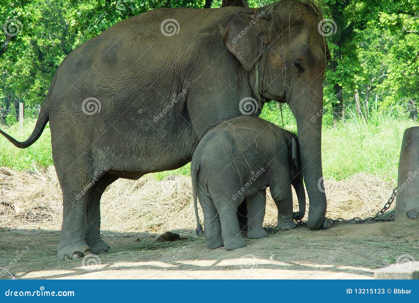 Mom And Baby Elephants RoyaltyFree Stock Photo