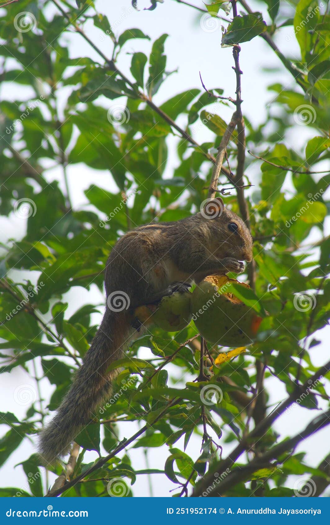 The Moment the Squirrel Eats the Pomegranate Stock Photo Image of