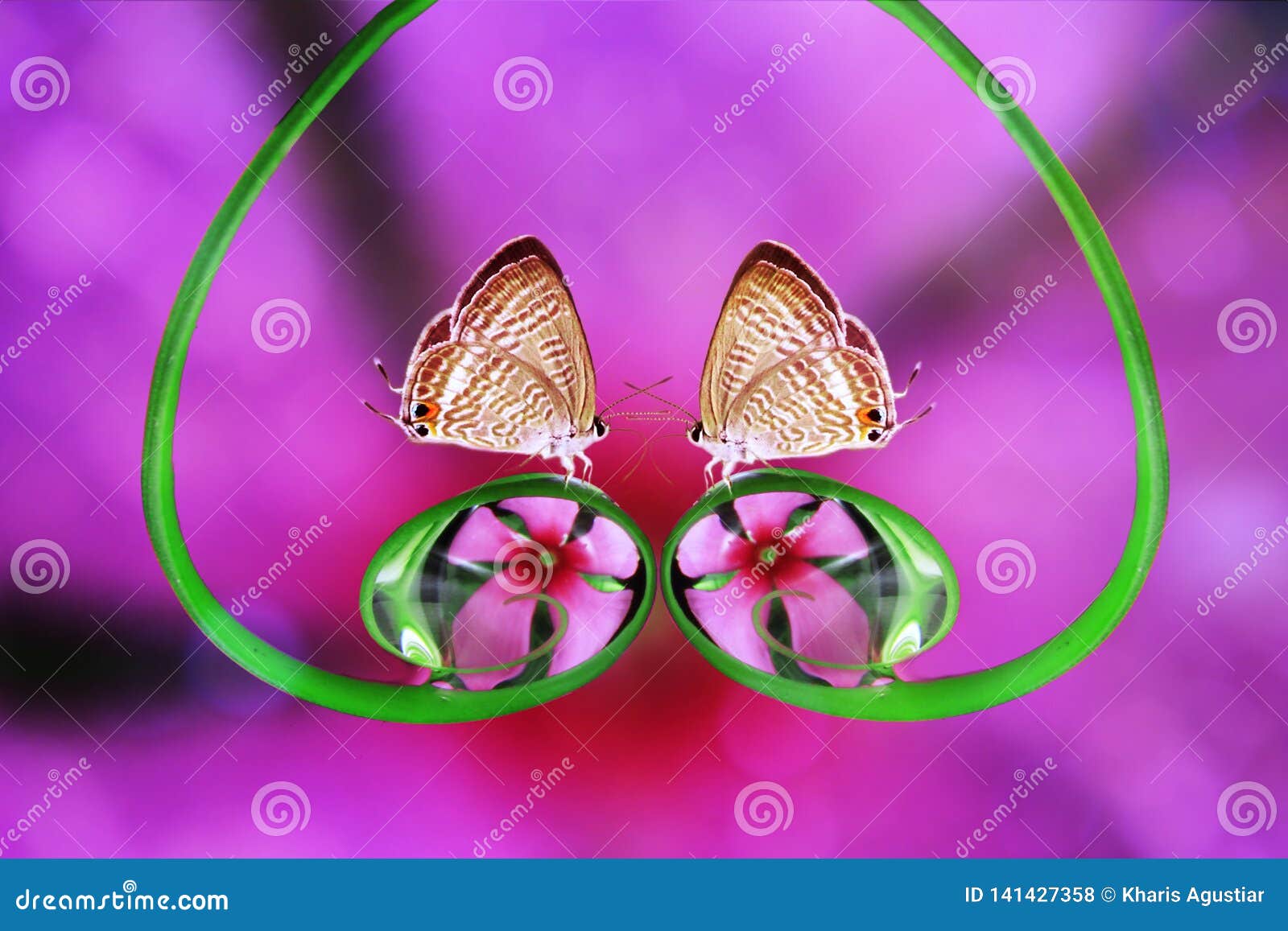 Romance Love Butterfly Flower Beautiful Color Stock Photo - Image ...