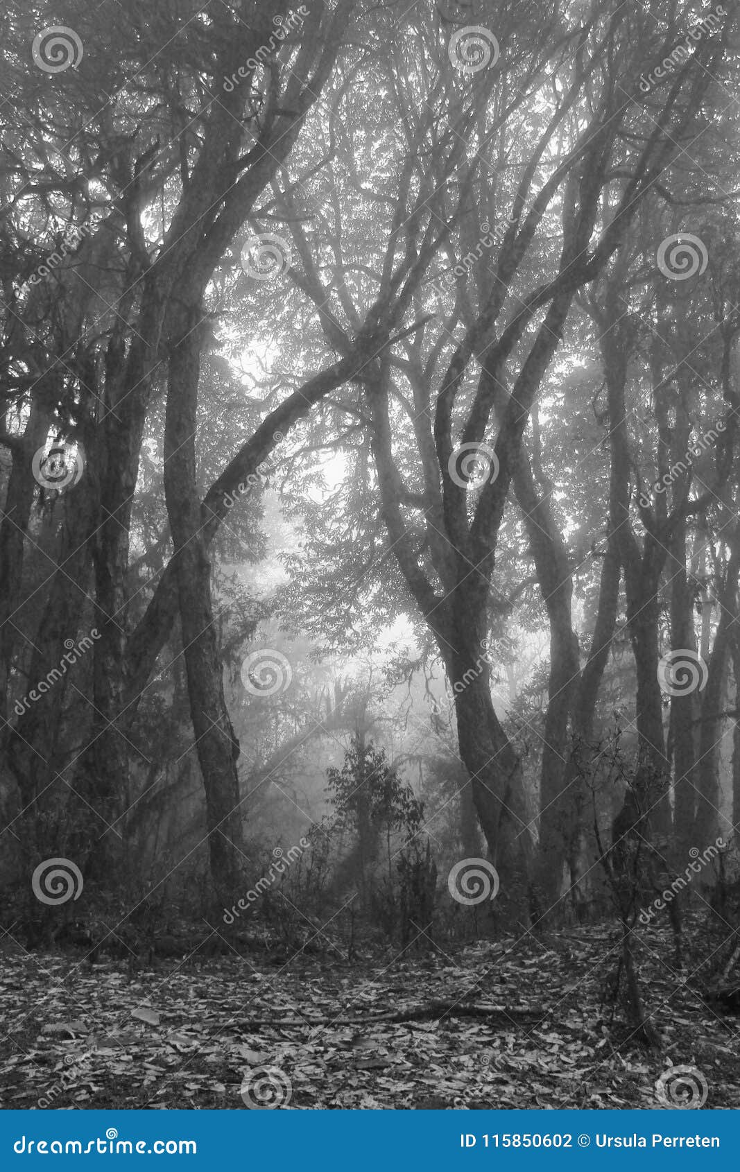 momochrome image of a rhododendron forest on a fogy day. scene n