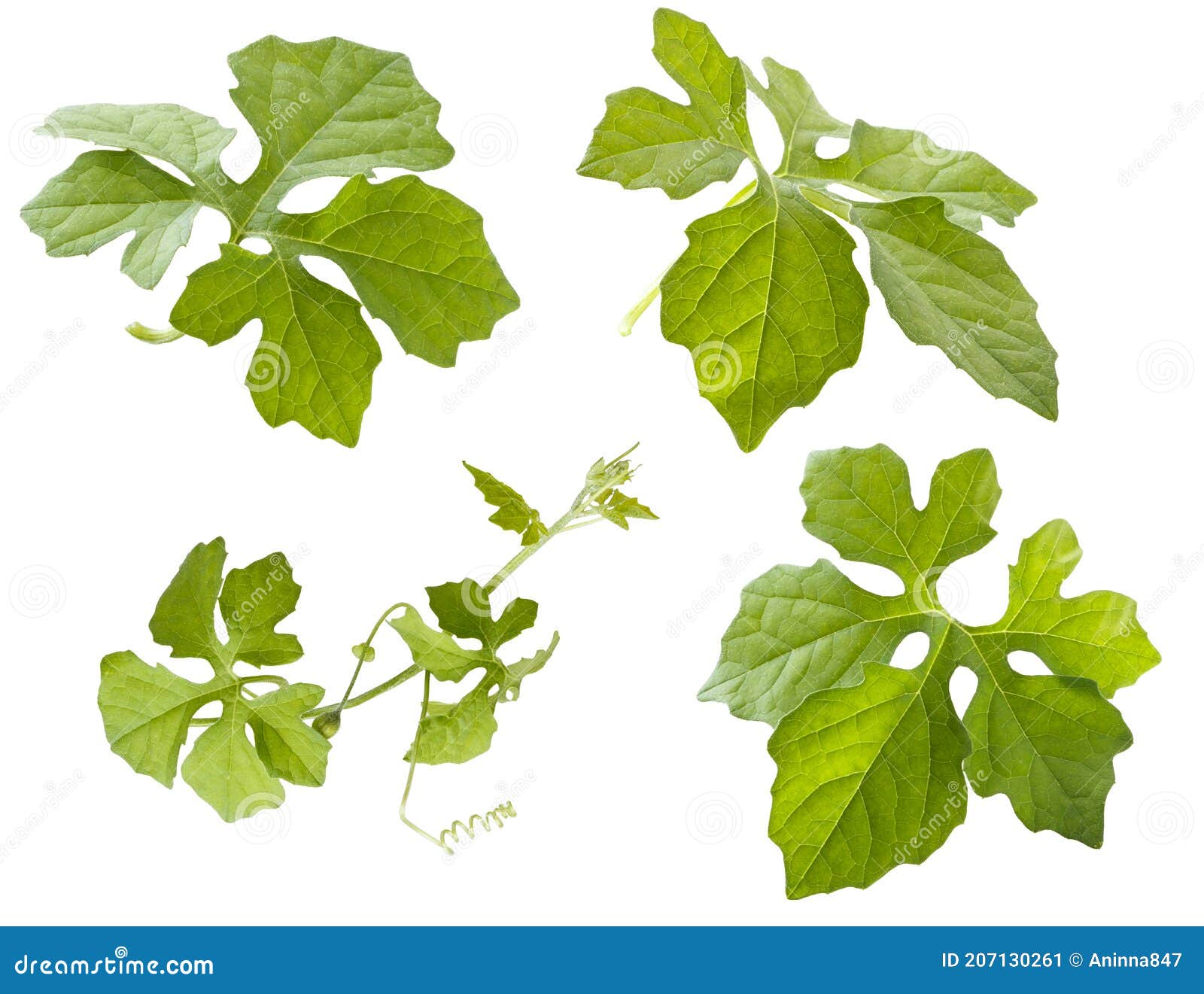 momordika green leaves set  on white