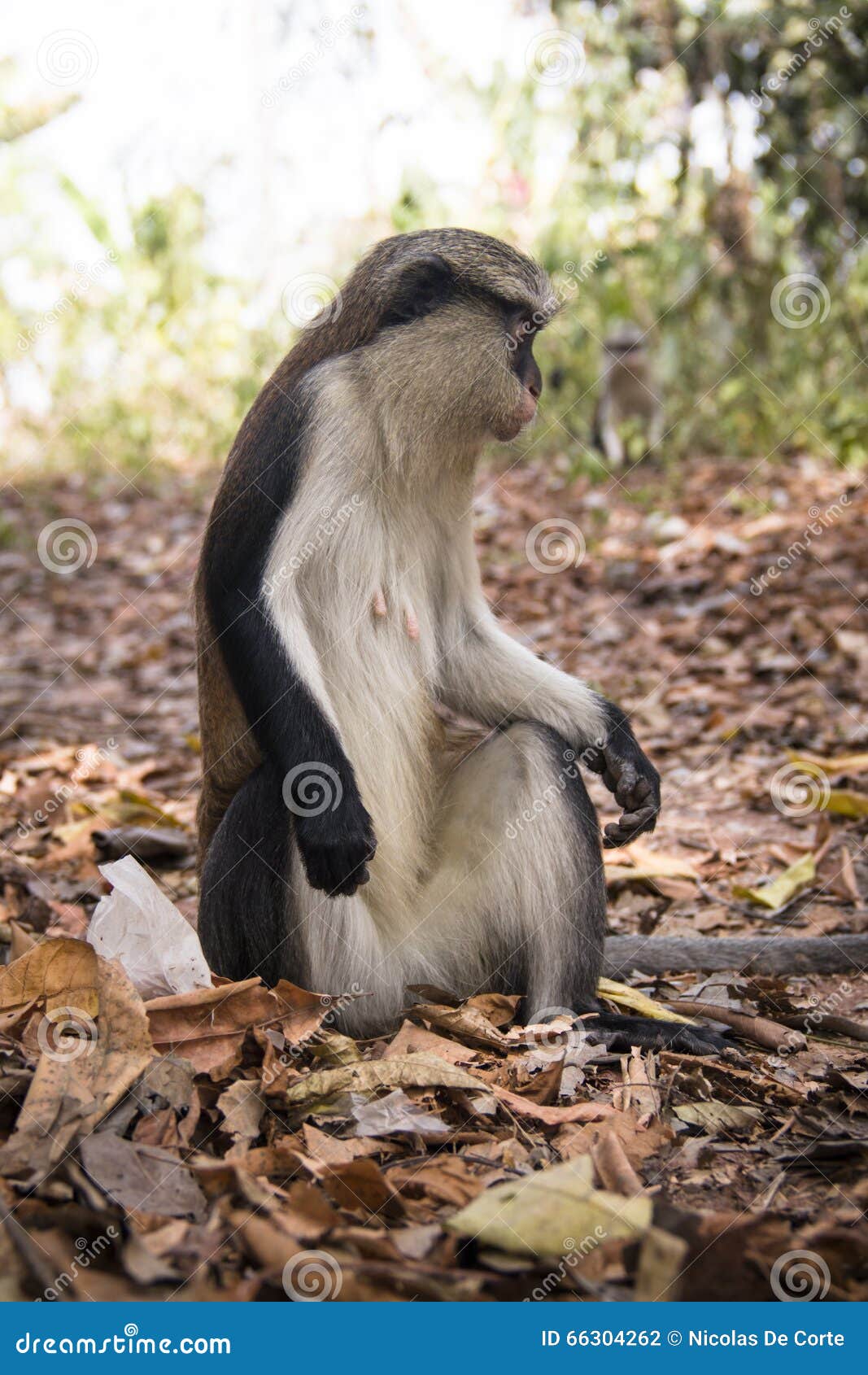 mona monkey in tafi atome in the volta region in ghana