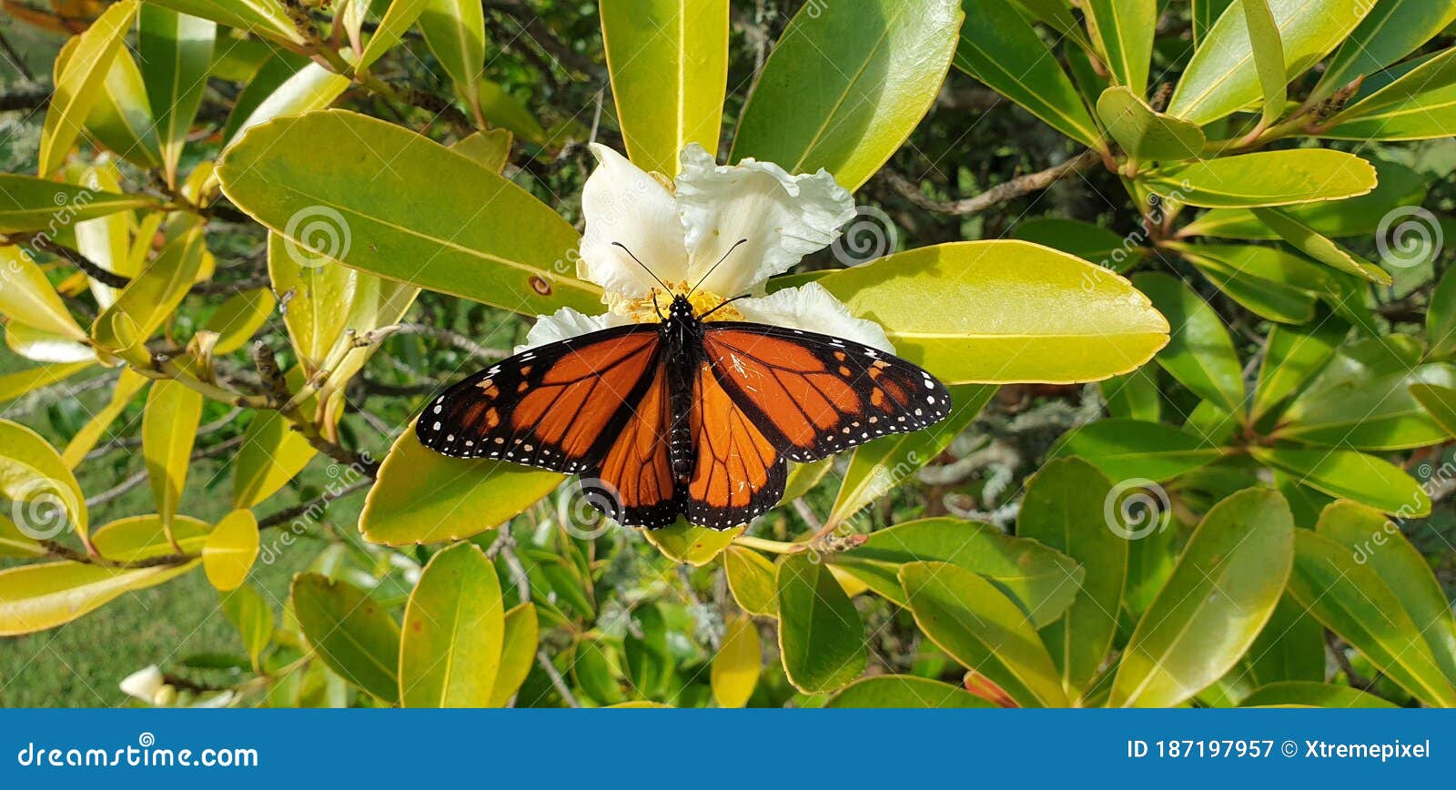 Butterfly Eating Banana Stock Photography 49375418