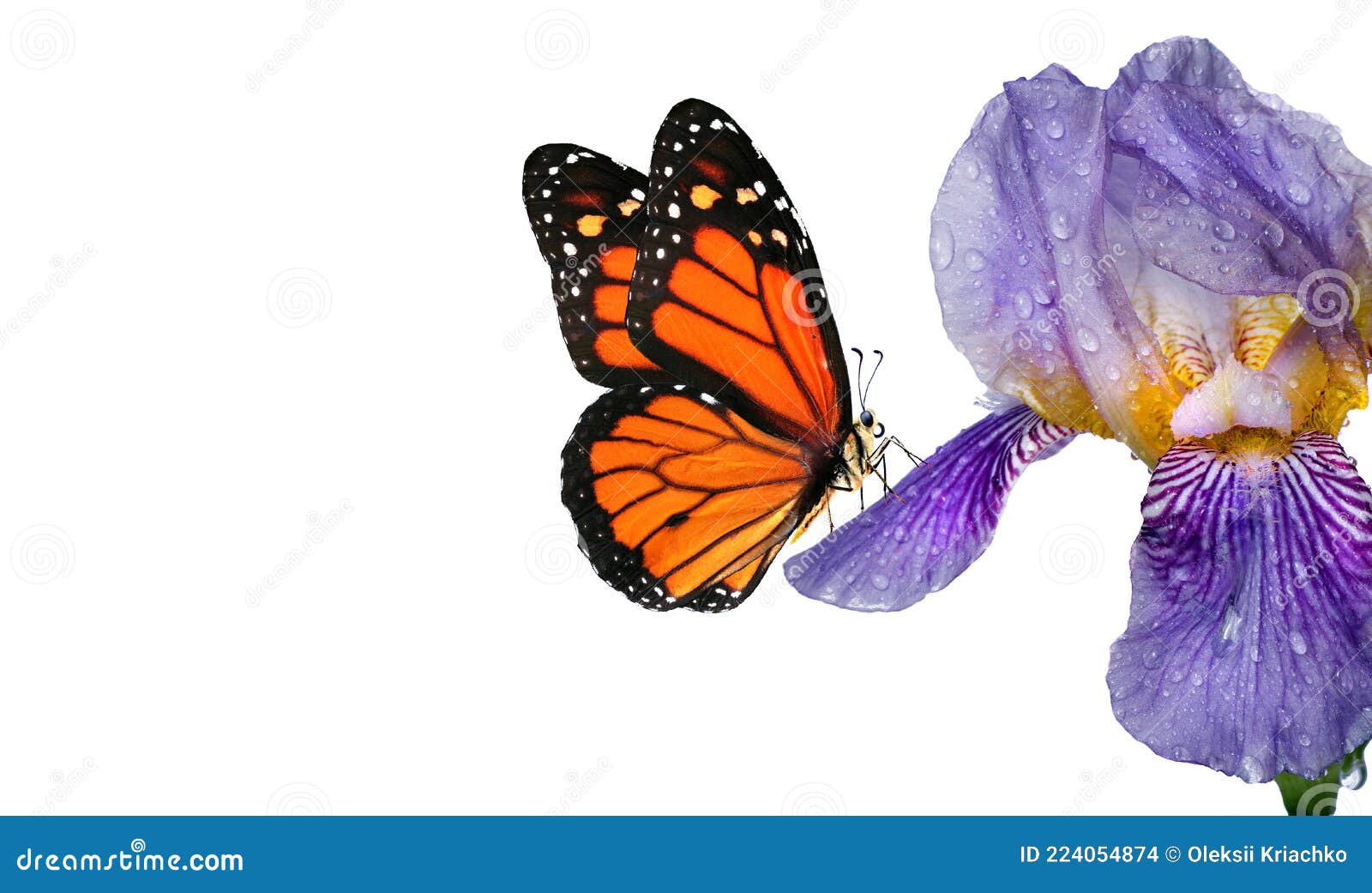 Monarca Colorida Mariposa Sobre La Flor Azul Del Iris En El Agua Gotas Aisladas En Blanco Foto de archivo - Imagen de hermoso, anaranjado: 224054874 Monarca Colorida Mariposa Sobre La Flor Azul Del Iris En El Agua Gotas Aisladas En Blanco Foto de archivo - Imagen de hermoso, anaranjado: 224054874