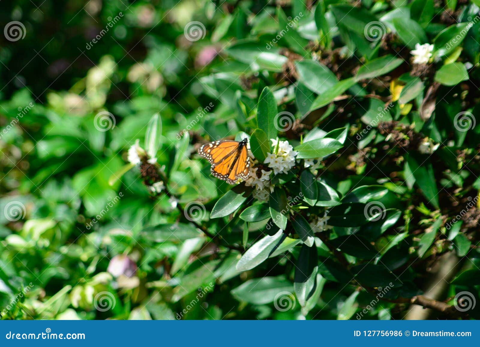 Monarca nuovo del ` s della farfalla di stagioni che mi lascia prendere le immagini. Vagare la nuova farfalla di stagioni è con garbo fiore che salta i giardini che molti erano fling oggi ma soltanto uno fermato per lasciarmi prendere le foto