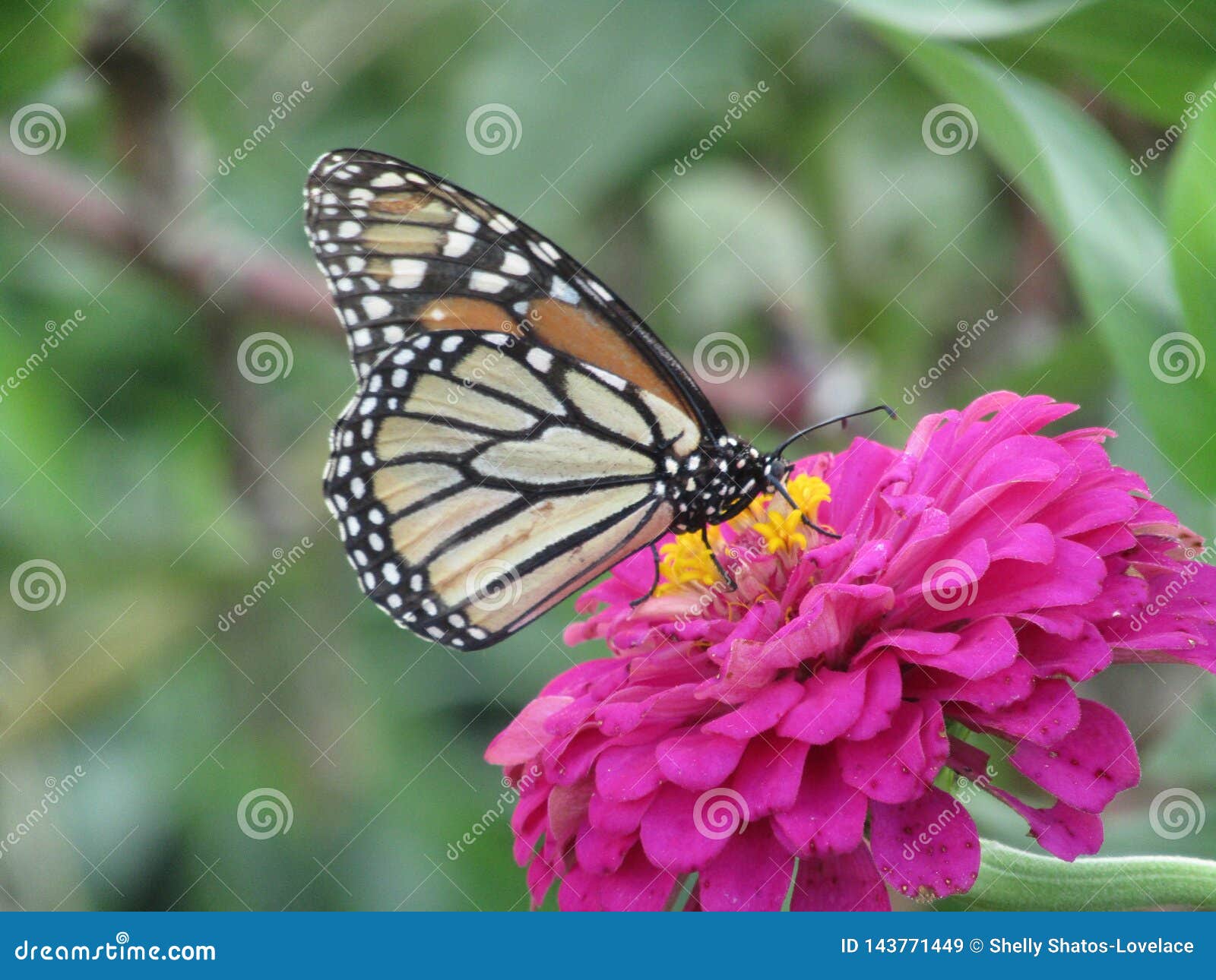 Monarch auf Blume. Monarchblumenschmetterlingsgartennaturinsektenfrühlings-Frühjahraußenseite