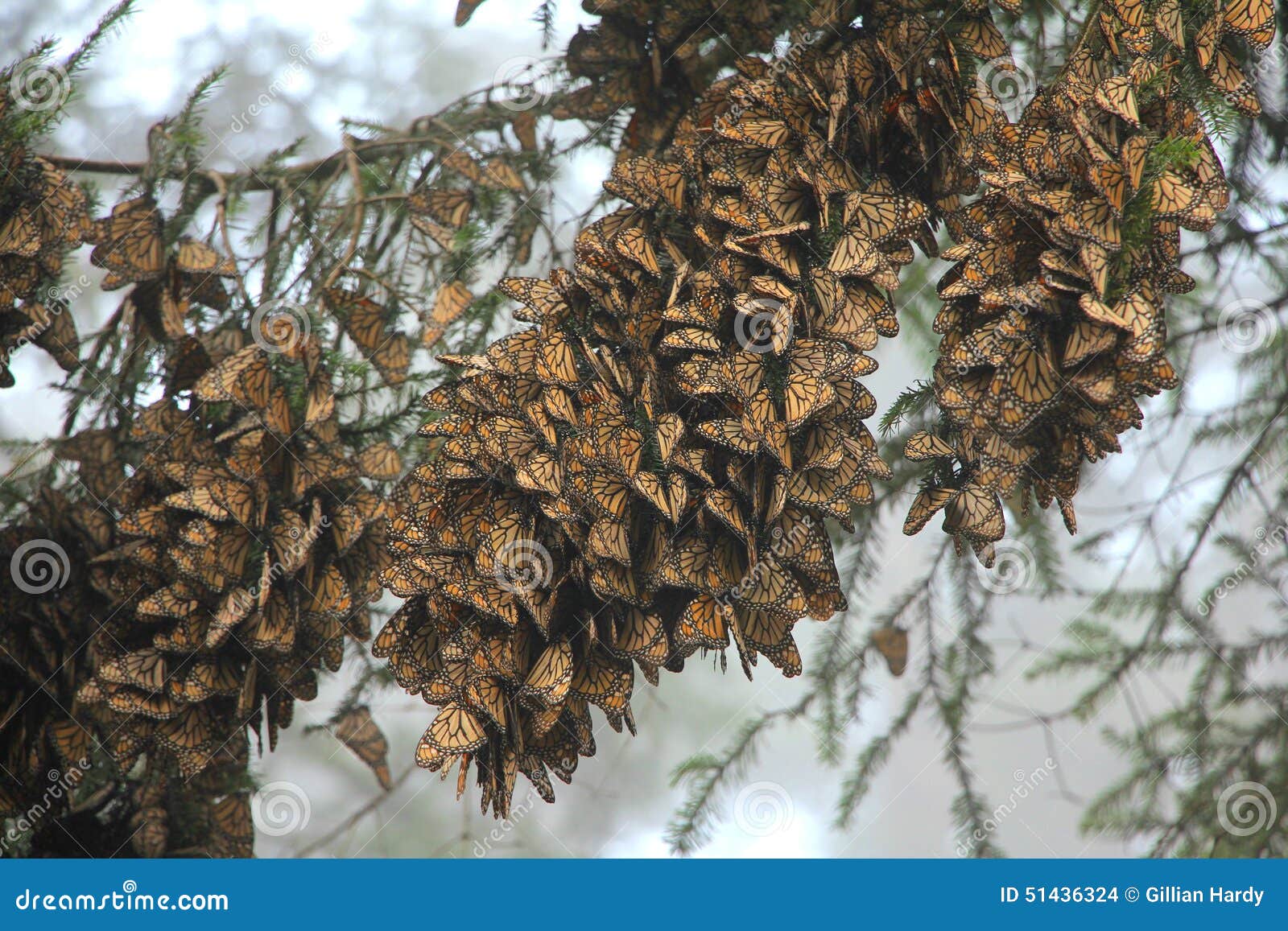 monarch butterflies