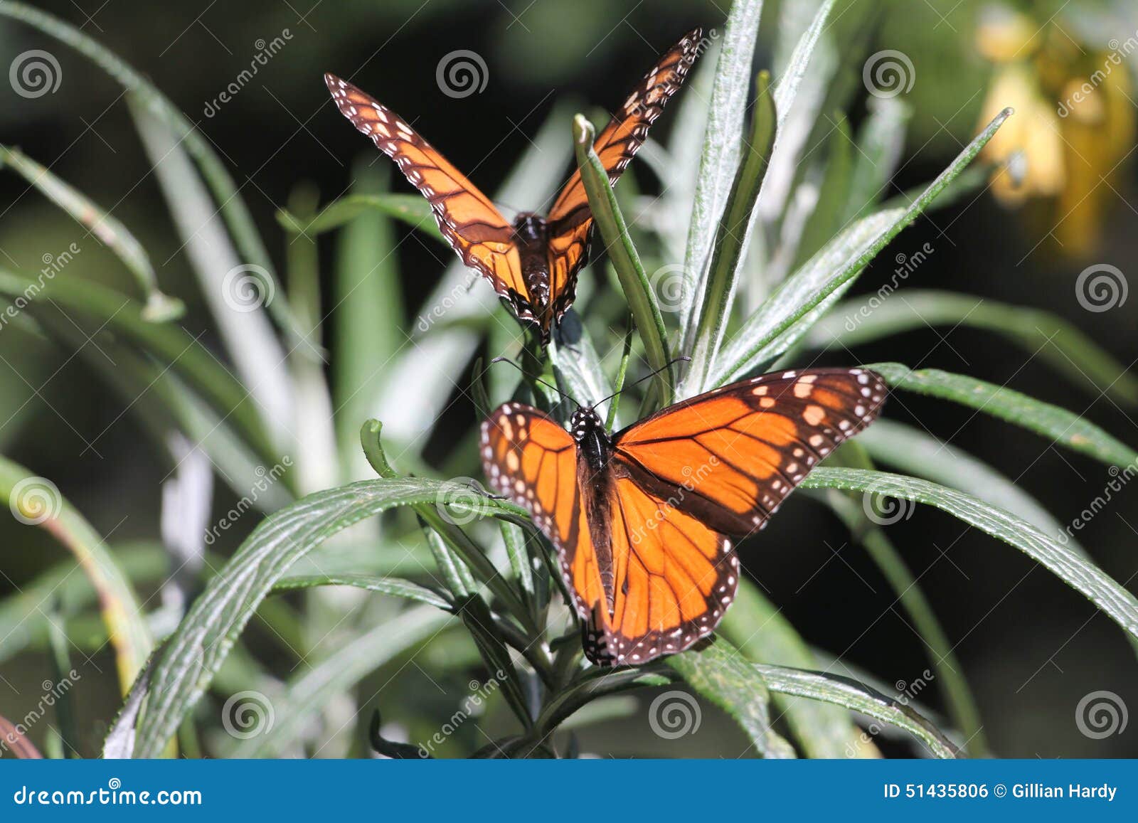 monarch butterflies