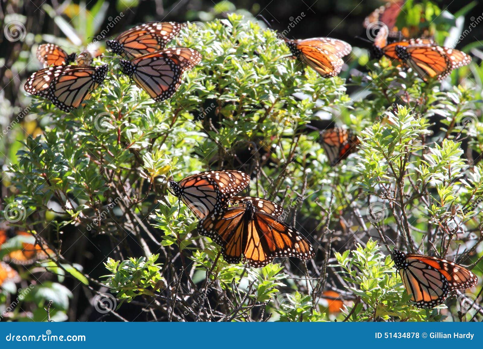 monarch butterflies