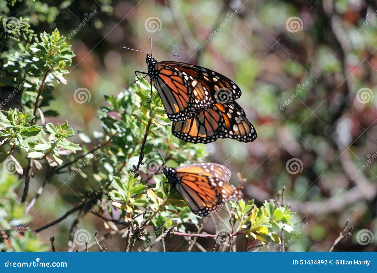 monarch butterflies