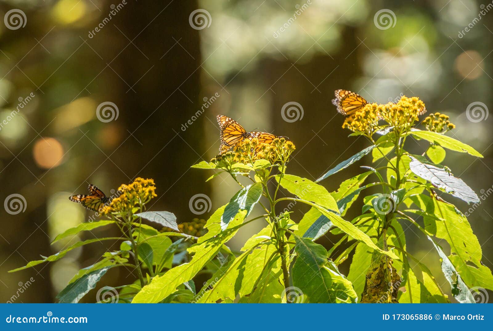 monarch butterflies danaus plexippus feeding on nectar and yellow flower pollen at the sanctuary