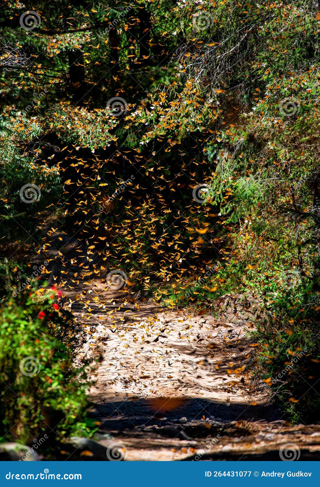 monarch butterflies danaus plexippus are flying in a park el rosario, reserve of the biosfera monarca. angangueo, state of