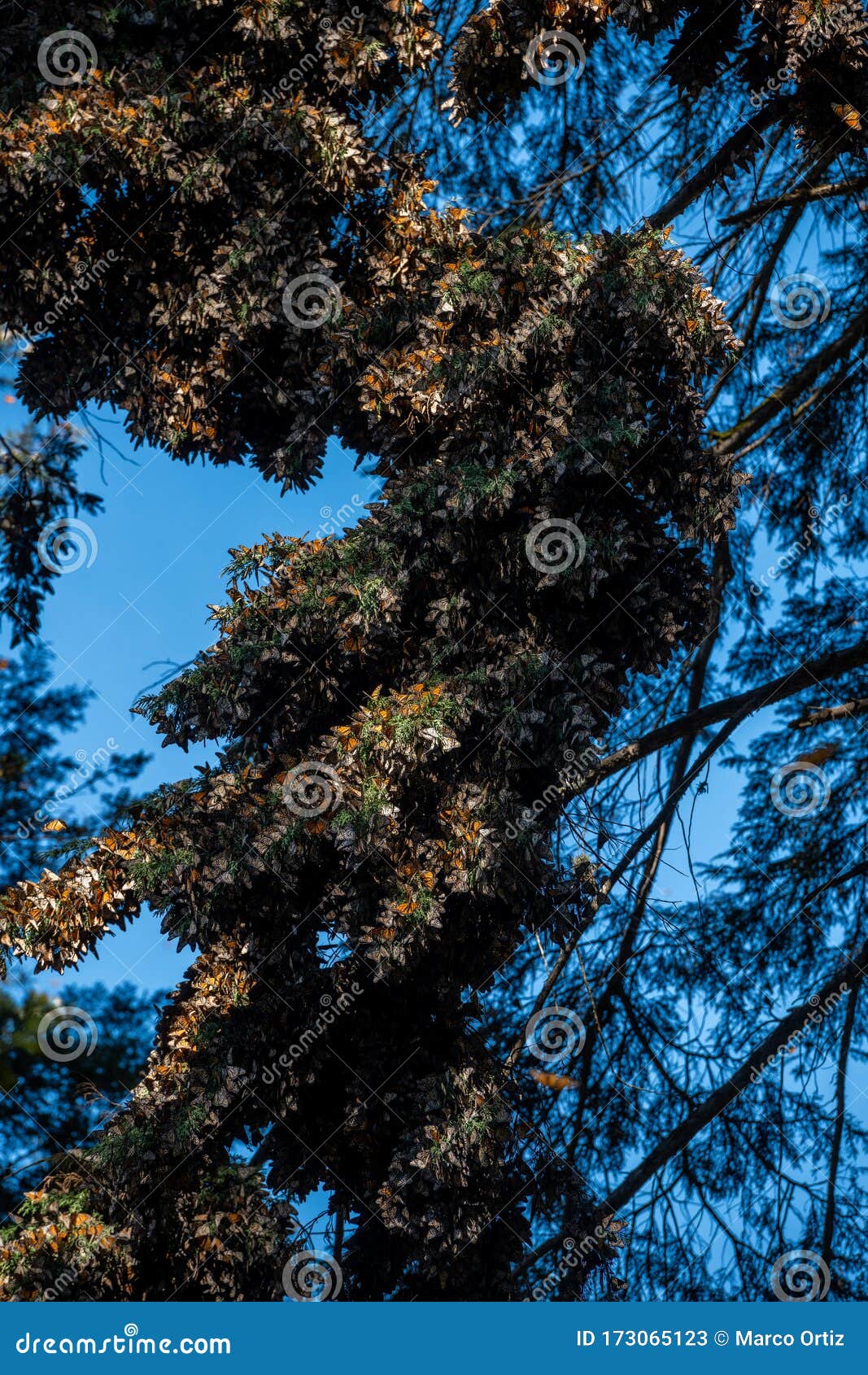 monarch butterflies danaus plexippus grouped in a pine tree i