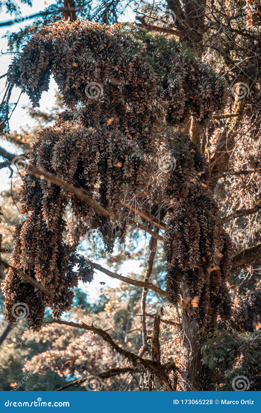 monarch butterflies danaus plexippus grouped in a pine tree in the mexican sanctuary of el capulin, donato guerra