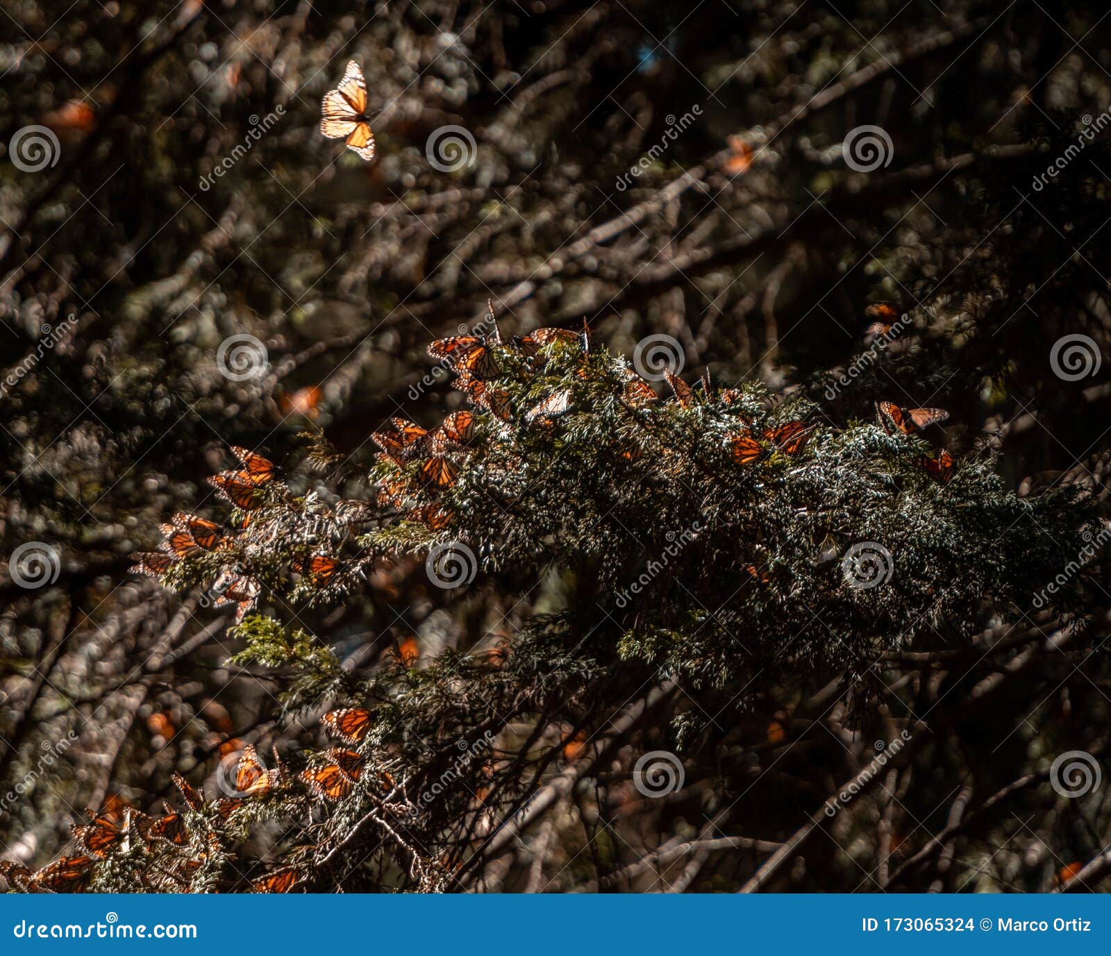 monarch butterflies danaus plexippus grouped together in a pine tree to conserve heat in a cluster, in the mexican sanctuary