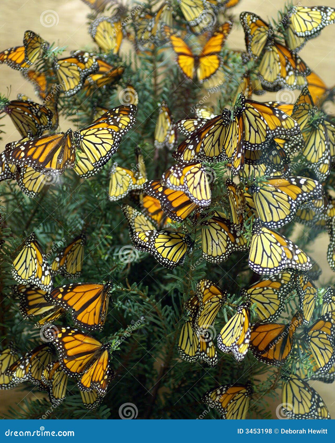 monarch butterflies diorama