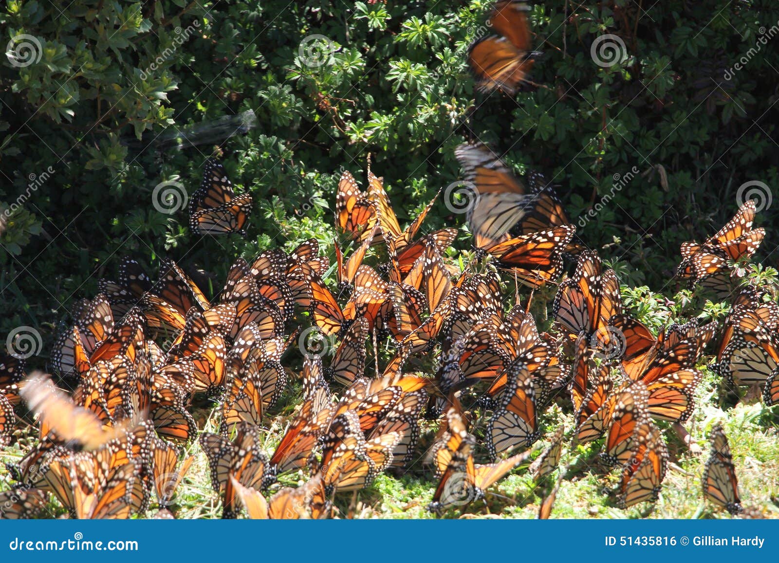 monarch butterflies fly