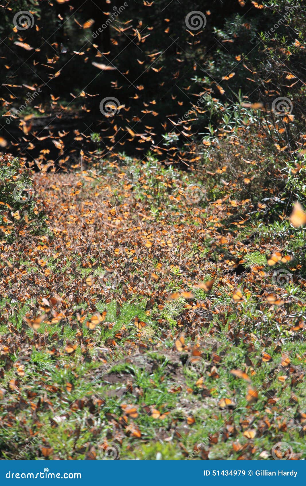 monarch butterflies flying