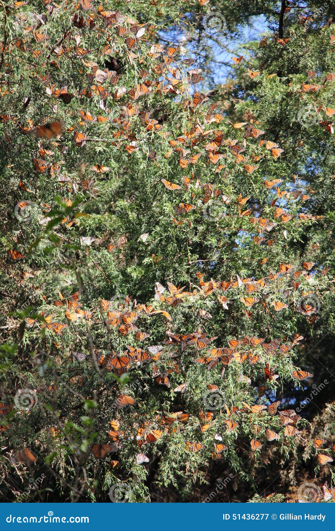 monarch butterflies mexico