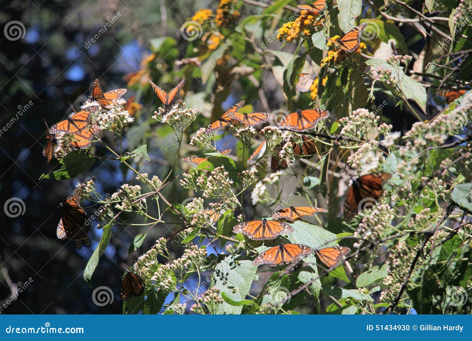 monarch butterflies migration