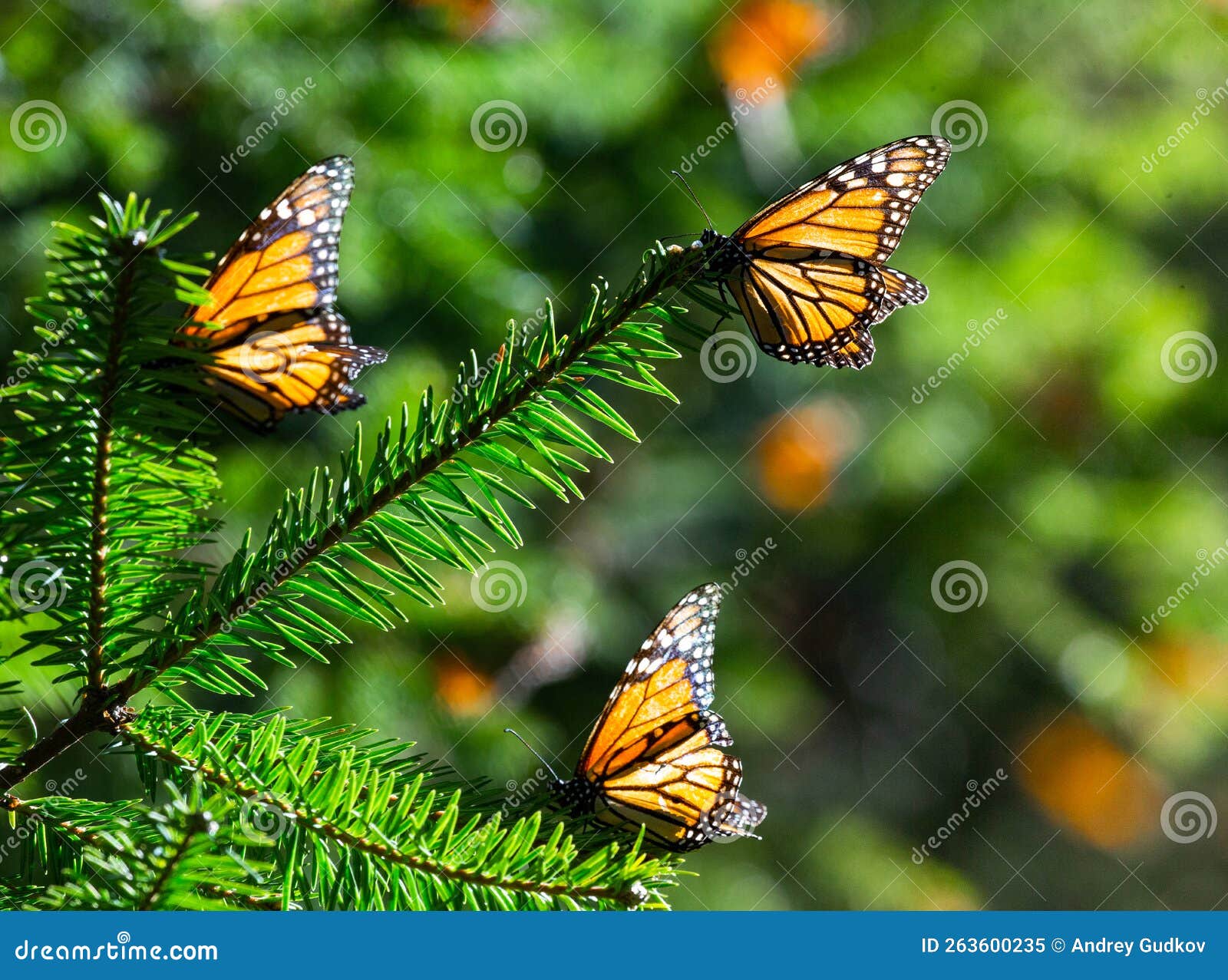 monarch butterflies are sitting on branches in the forest in the park el rosario, reserve of the biosfera monarca. angangueo,