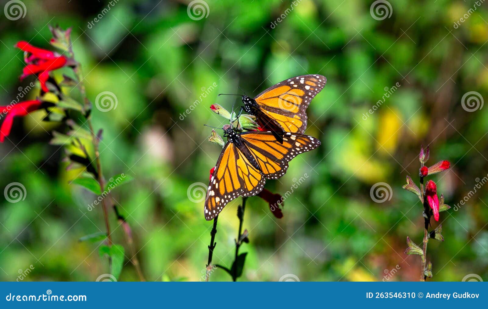 monarch butterflies are sitting on branches in the forest in the park el rosario, reserve of the biosfera monarca. angangueo,