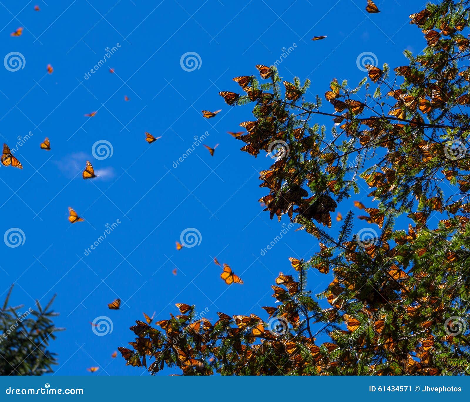 Monarch Butterflies On Tree Branch In Blue Sky Background Stock Image