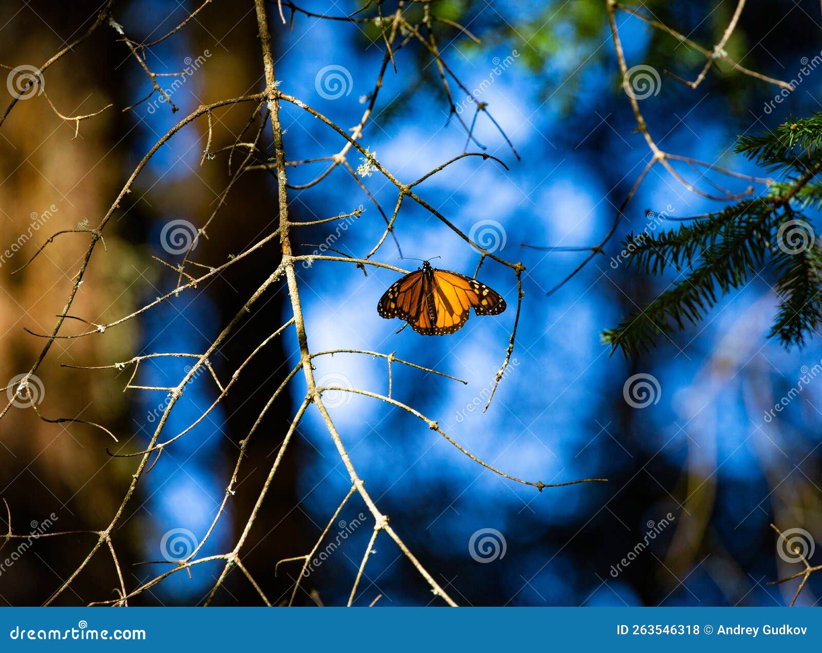 monarch butterfliy is sitting on branches in the forest in the park el rosario, reserve of the biosfera monarca. angangueo, state