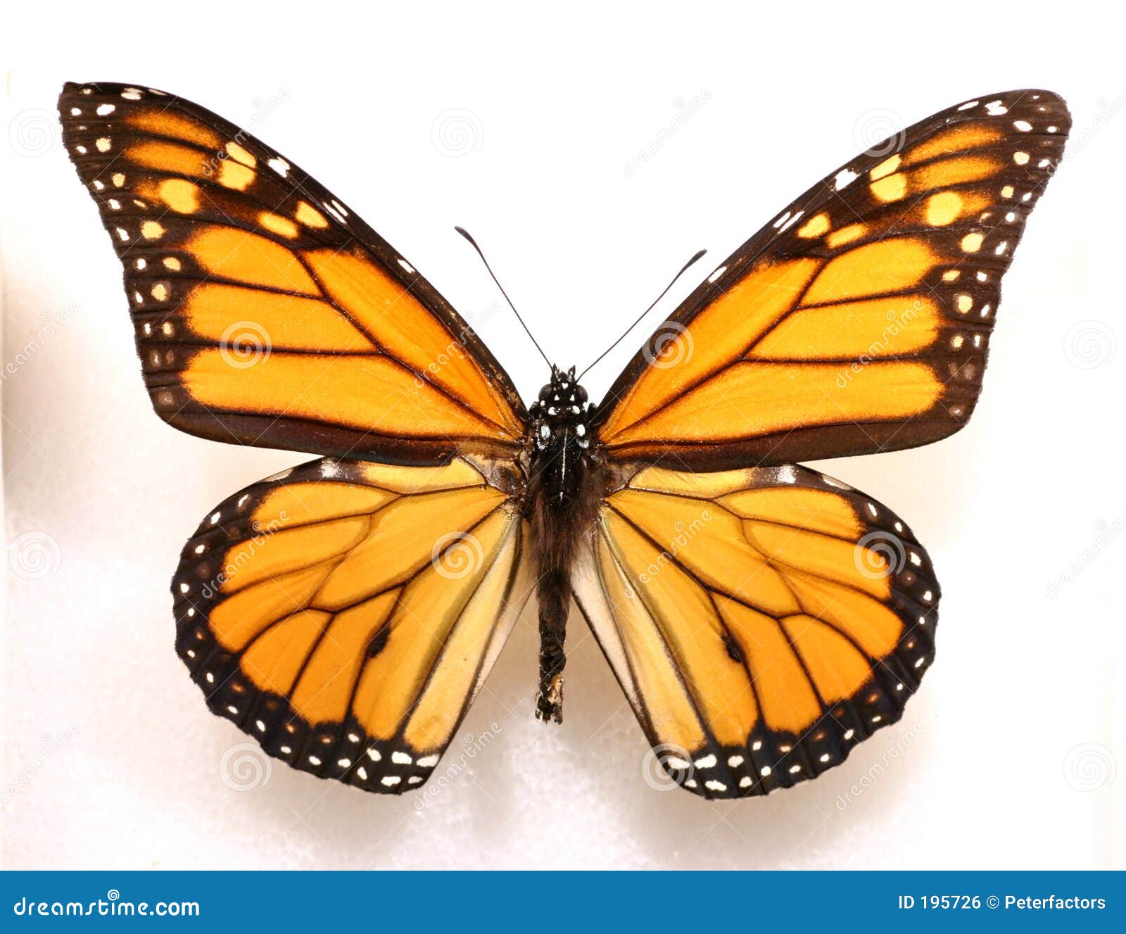 Monarch Butterfly Royalty Free Stock Image - Image: 195726