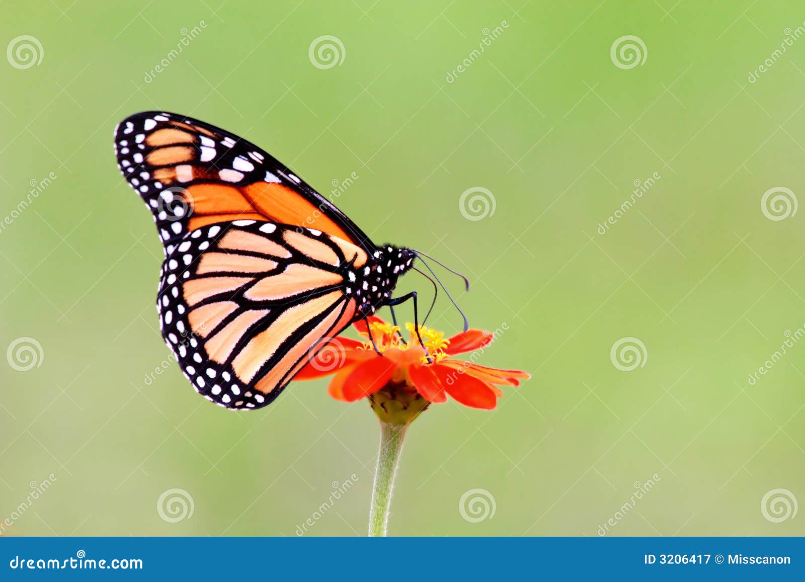 monarch butterfly