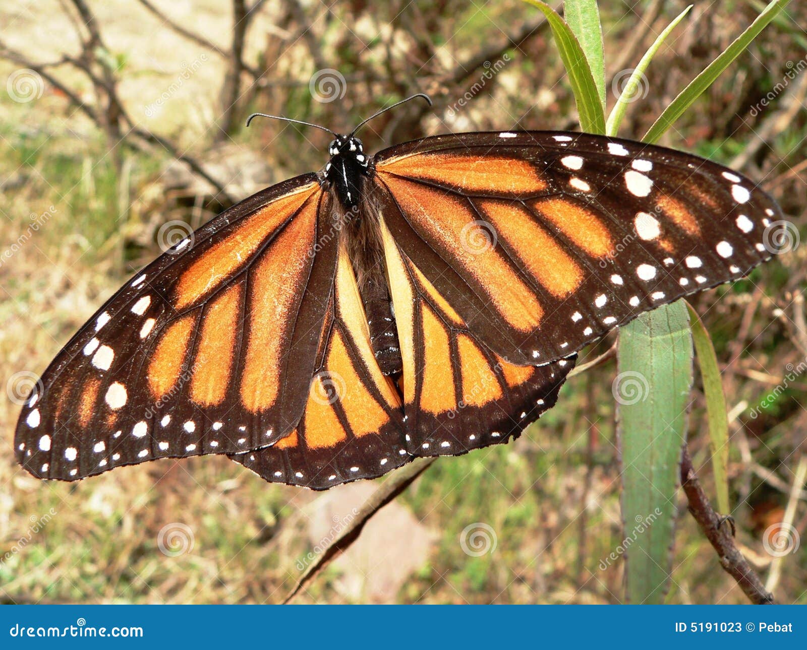 monarch butterfly