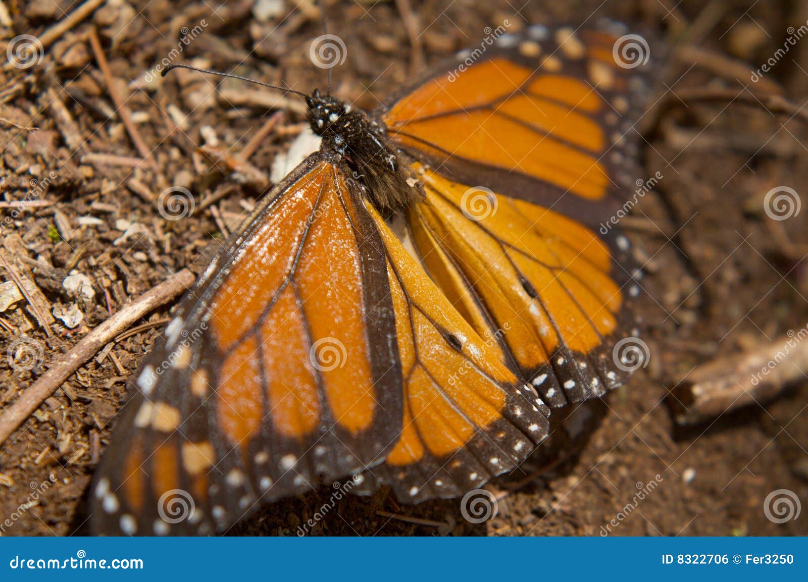 monarch butterfly