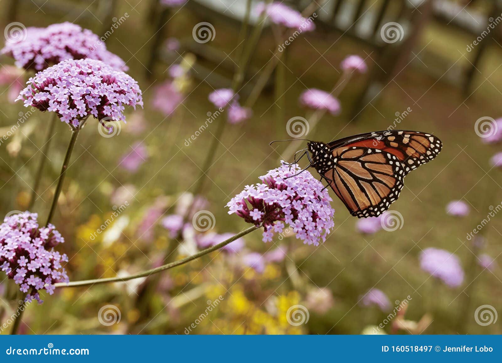 New England Road Trip In The Fall Usa Stock Image Image Of Botanical Horizontal New England Road Trip In The Fall Usa Stock Image Image Of Botanical Horizontal