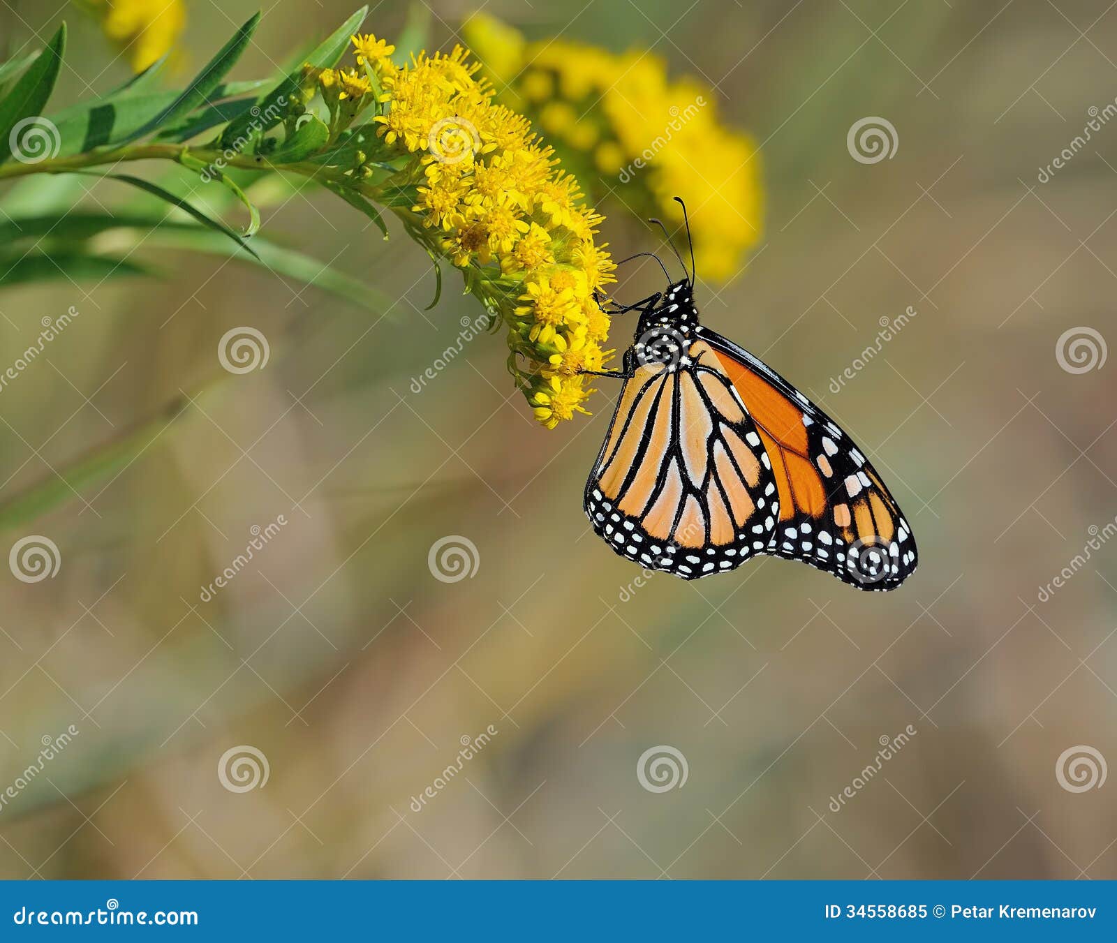 Monarch butterfly stock image. Image of exotic 34558685