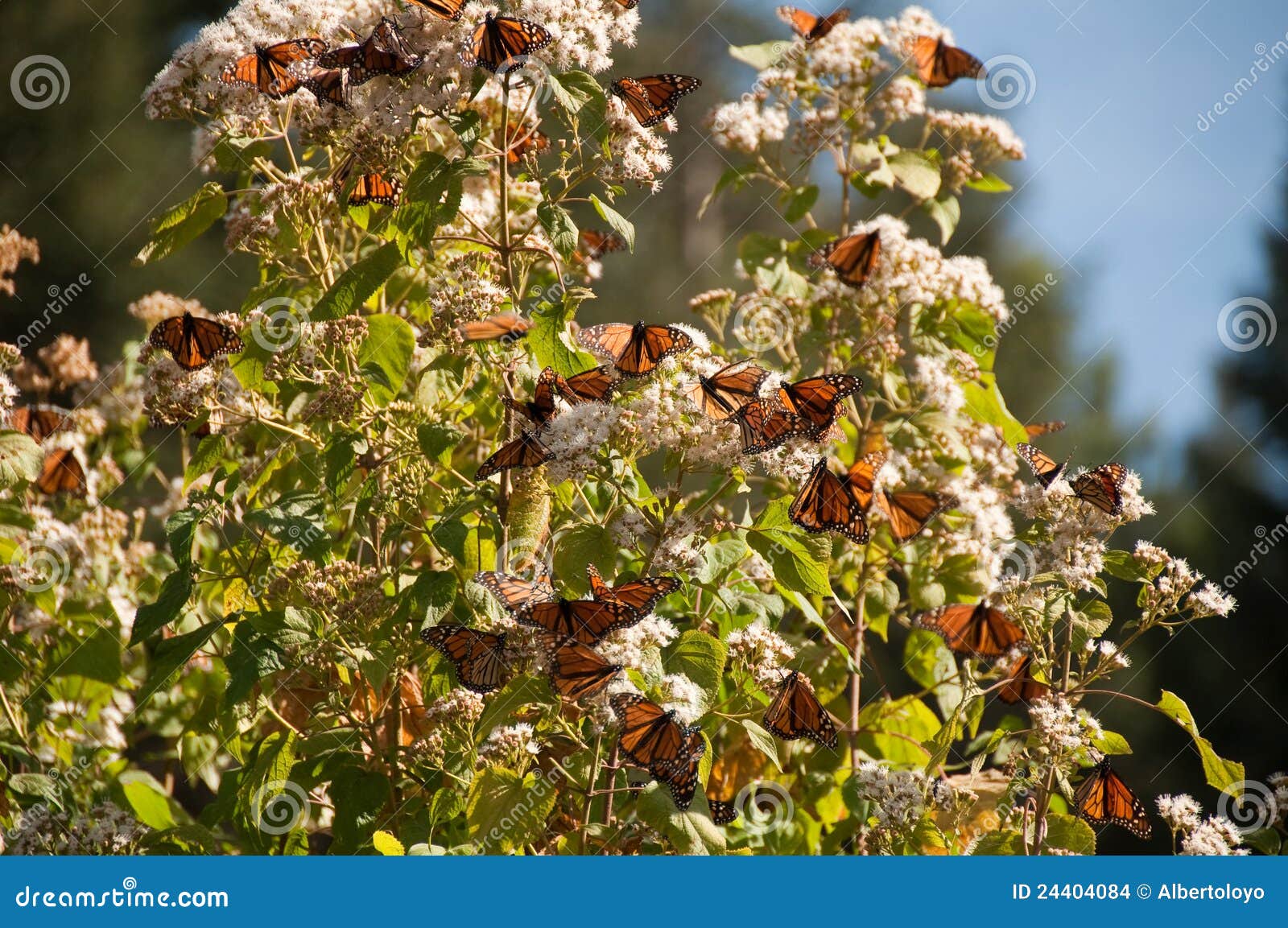 monarch butterfly biosphere reserve, mexico