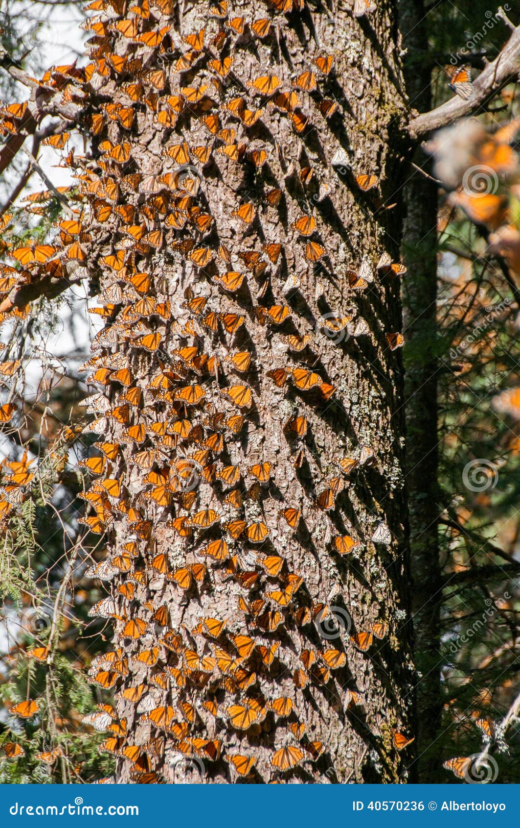 monarch butterfly biosphere reserve, mexico