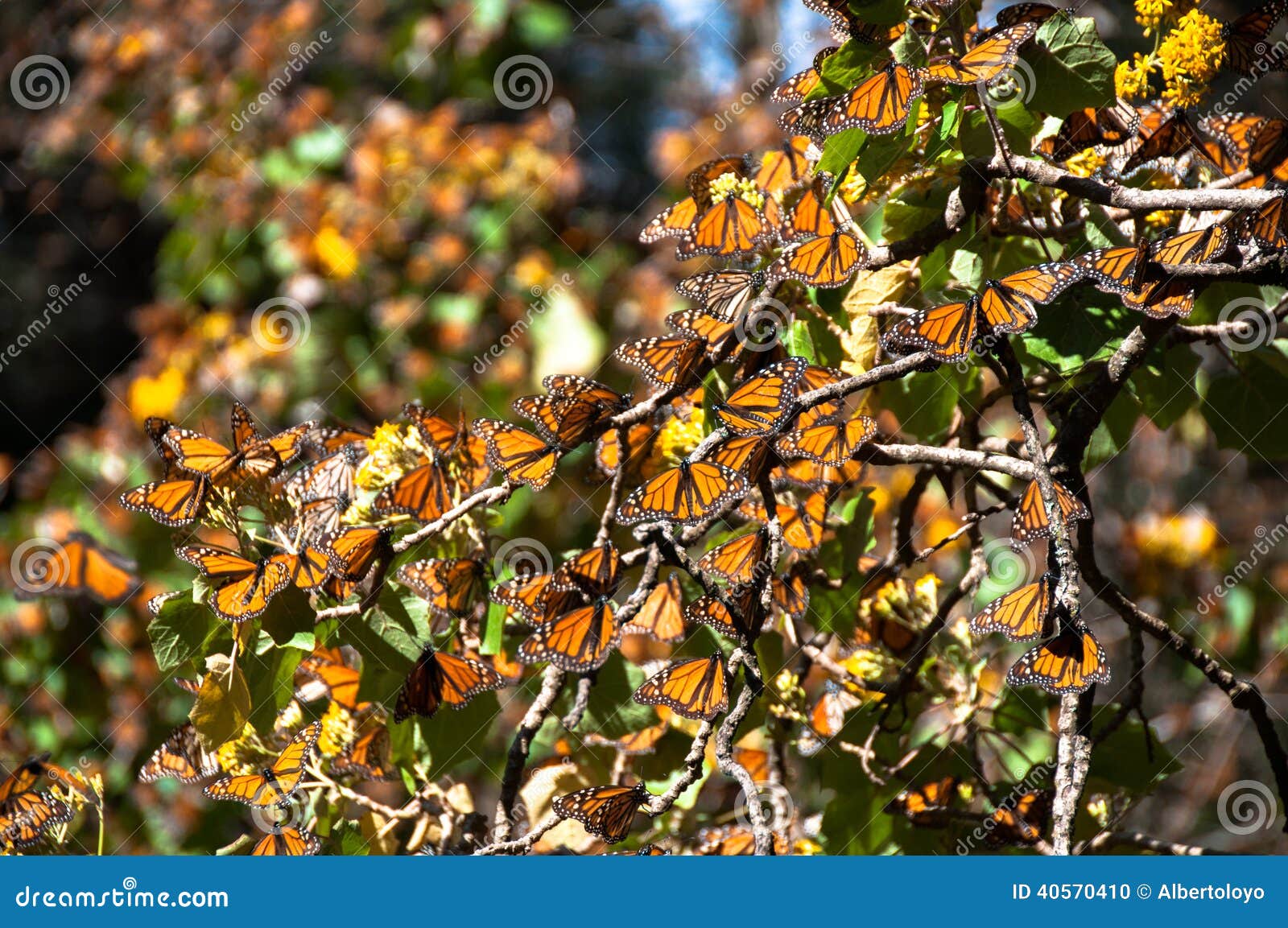 monarch butterfly biosphere reserve, mexico