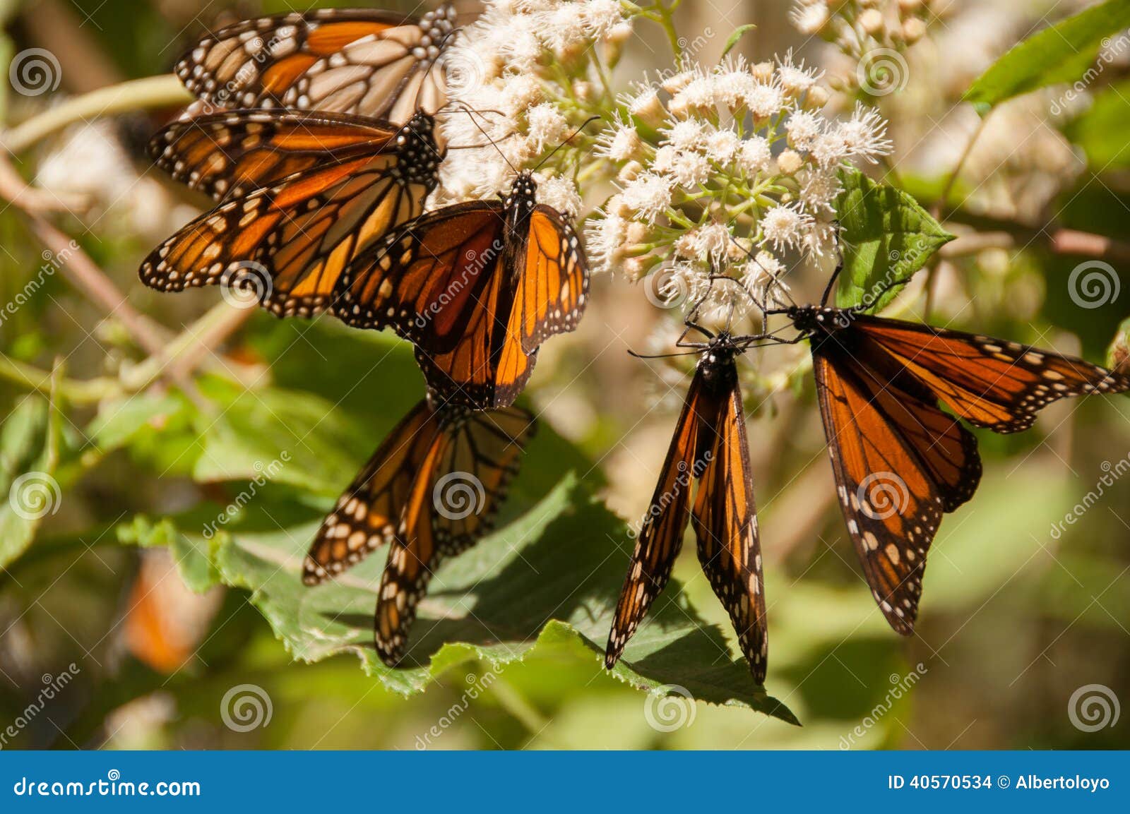 monarch butterfly biosphere reserve, mexico