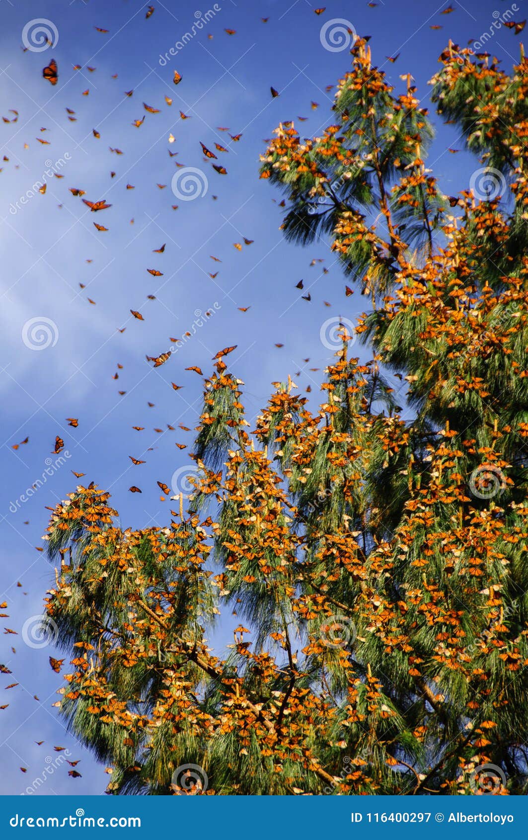 monarch butterfly biosphere reserve, mexico