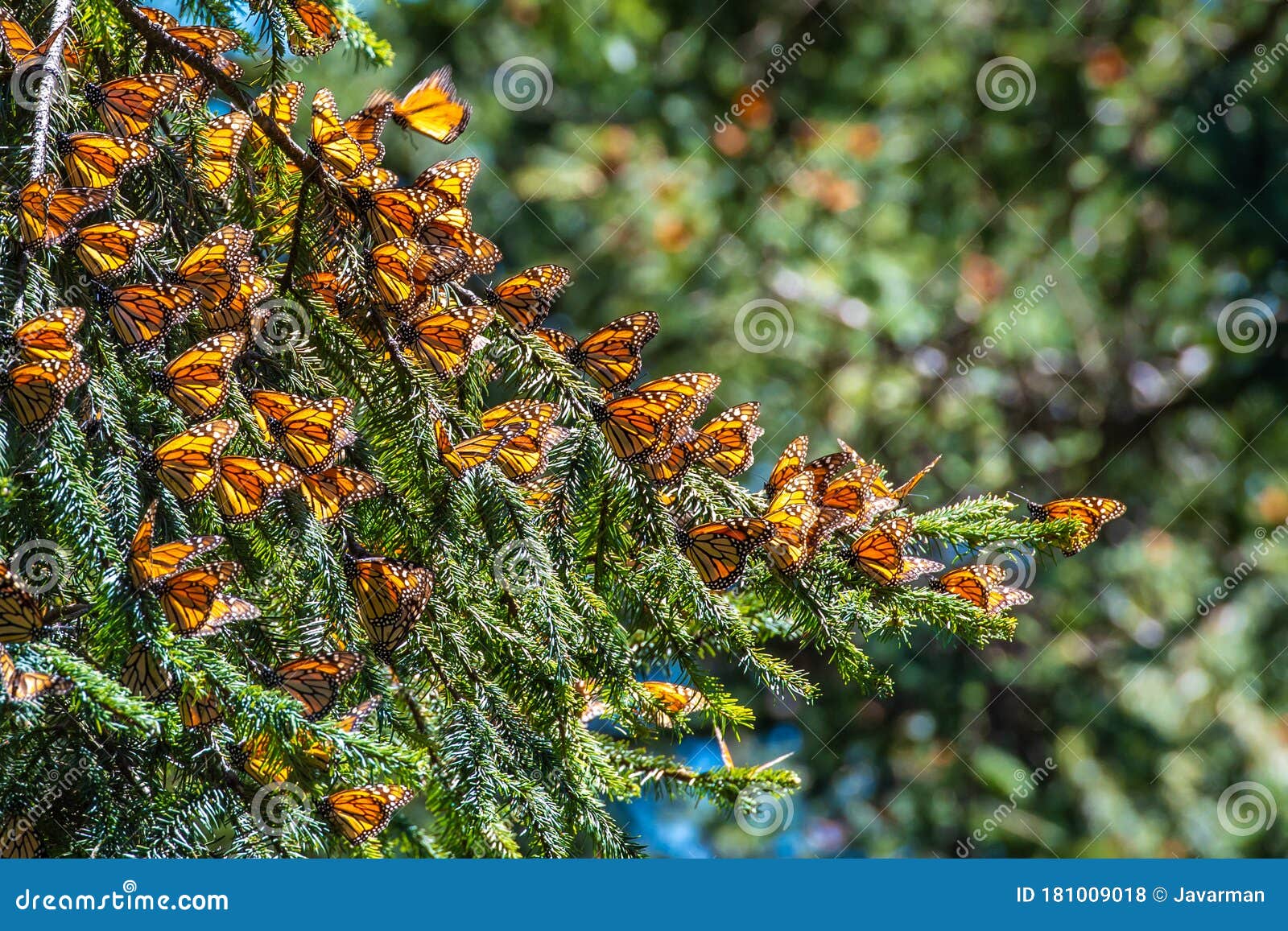 monarch butterfly biosphere reserve in michoacan, mexico