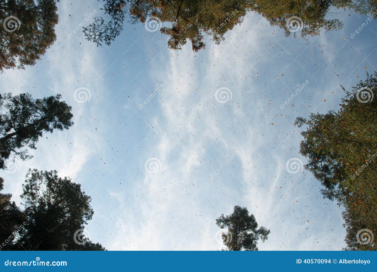 monarch butterfly biosphere reserve, michoacan (mexico)