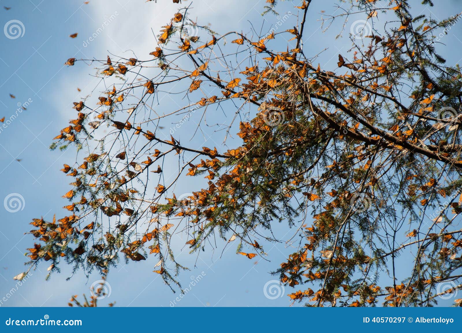 monarch butterfly biosphere reserve, michoacan (mexico)