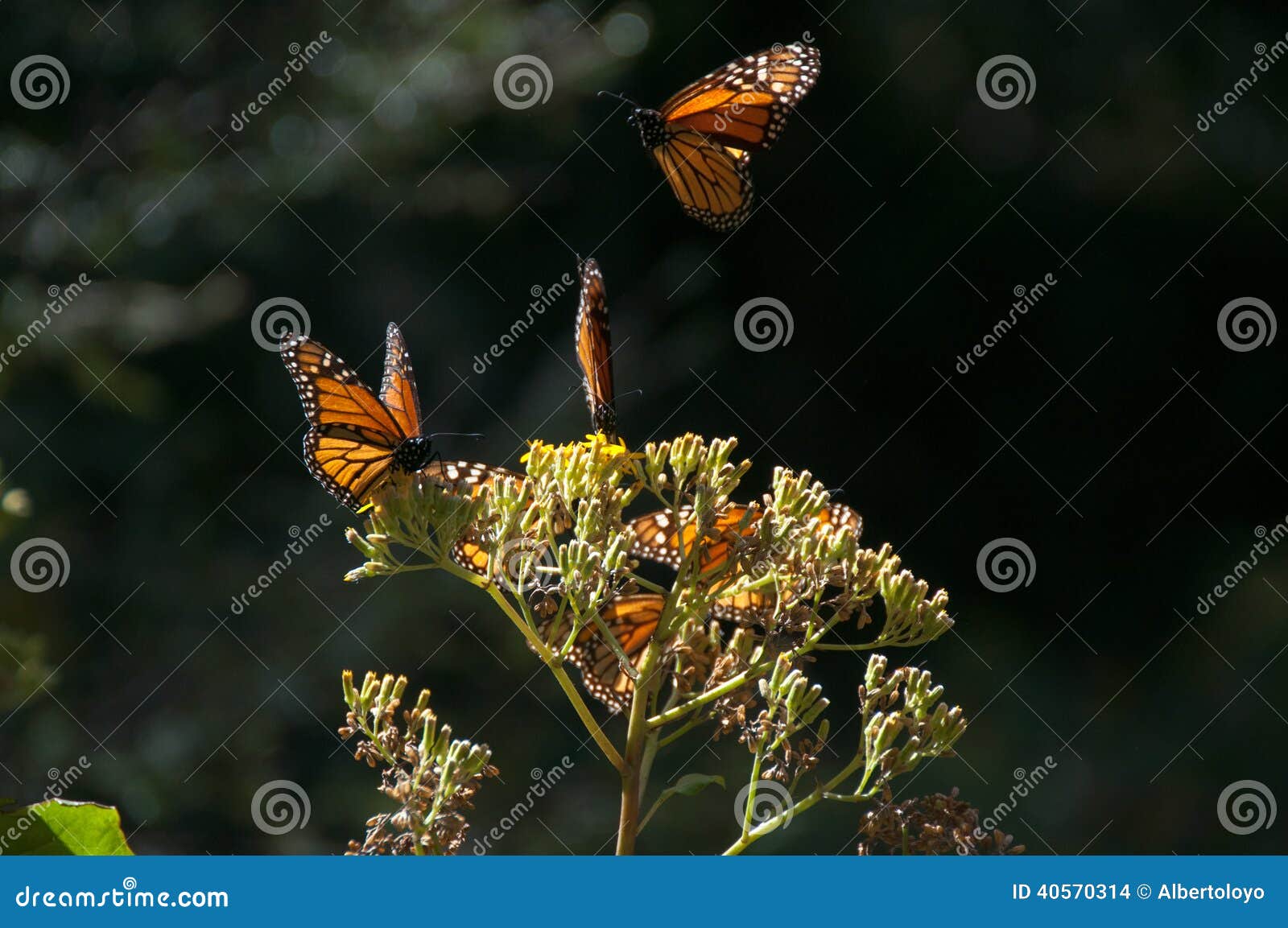 monarch butterfly biosphere reserve, michoacan (mexico)