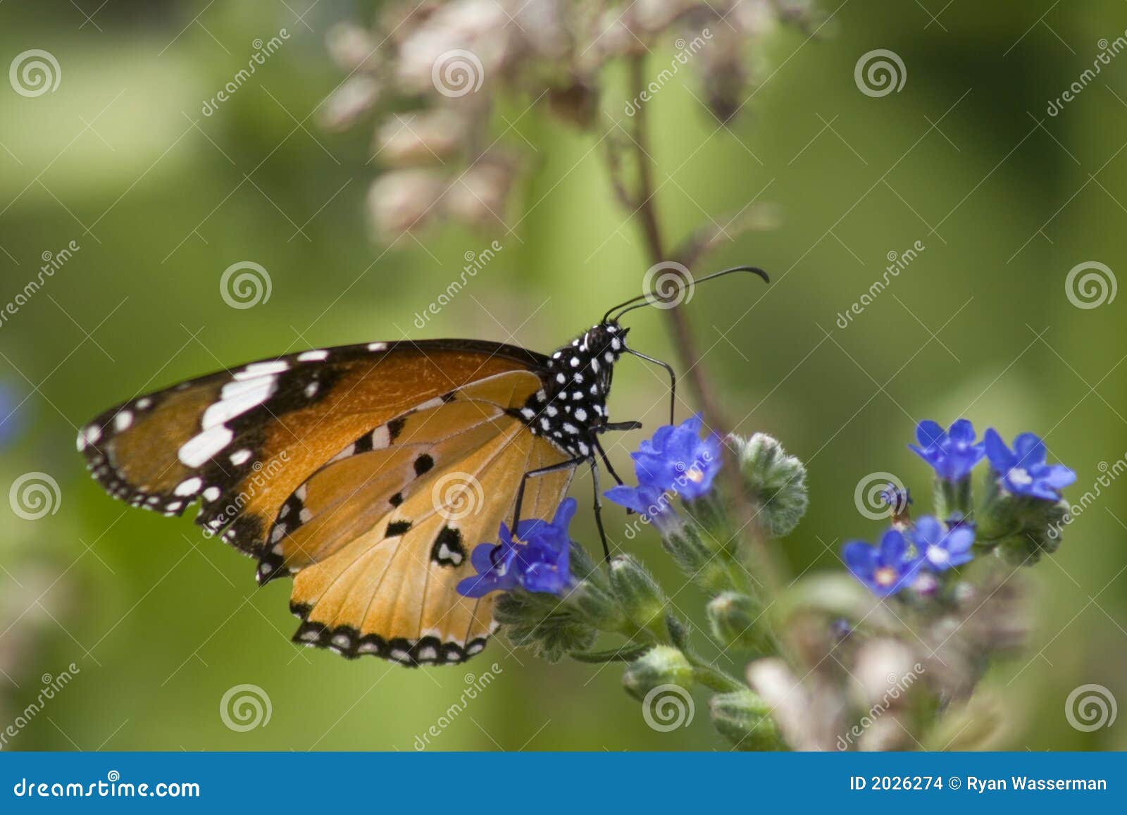 Monarch Butterfly on Blue Flower Stock Photo Image of plant