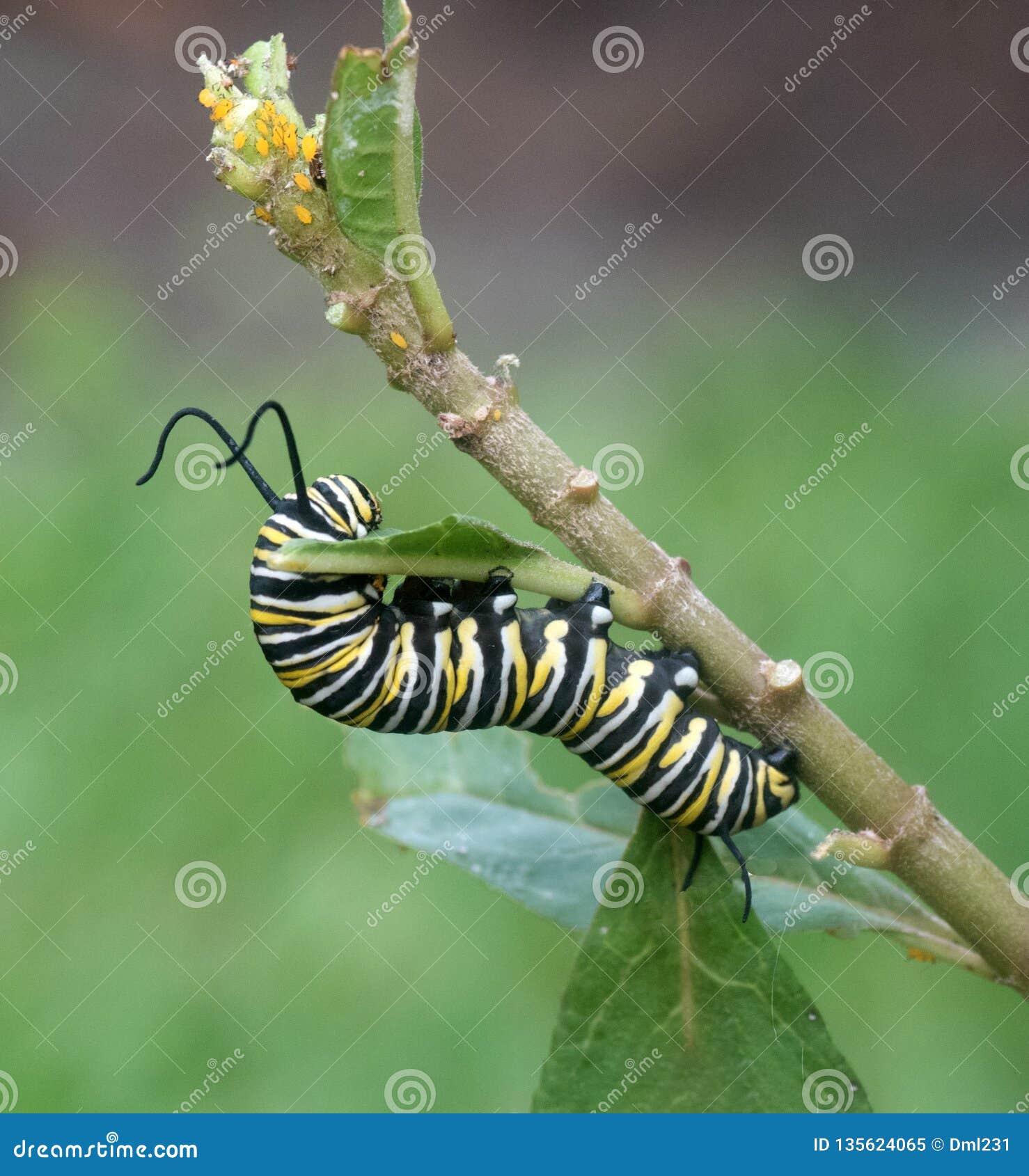 Monarch Butterfly Caterpillar Eating Leaf Stock Image - Image of white ...