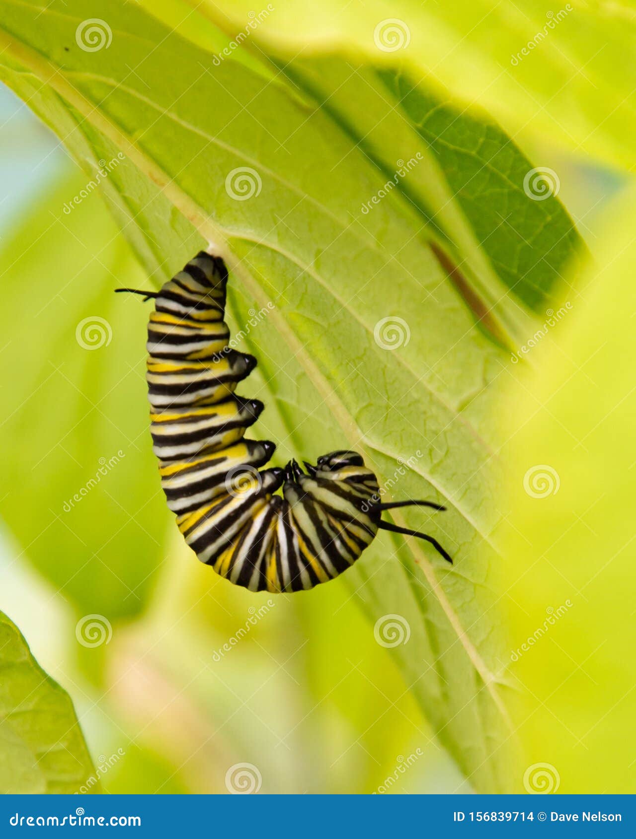 A Monarch Butterfly Caterpillar in J Form Stock Photo - Image of garden ...
