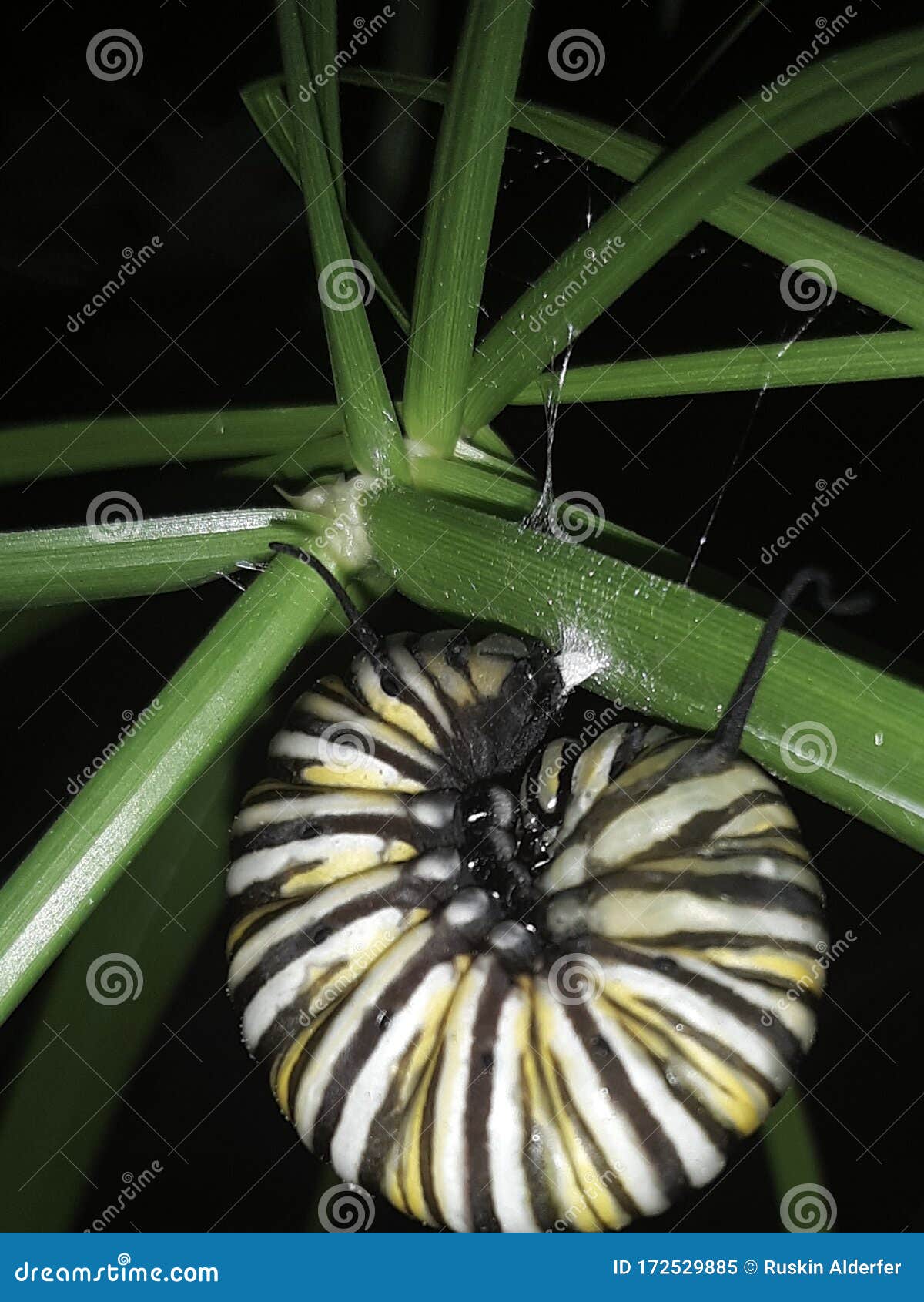 caterpillar metamorphosis caterpillar metamorphosis