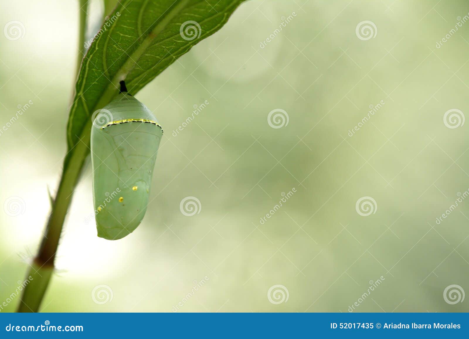 Monarch Butterfly Chrysalis, Beautiful Cocoon Stock Image Image of