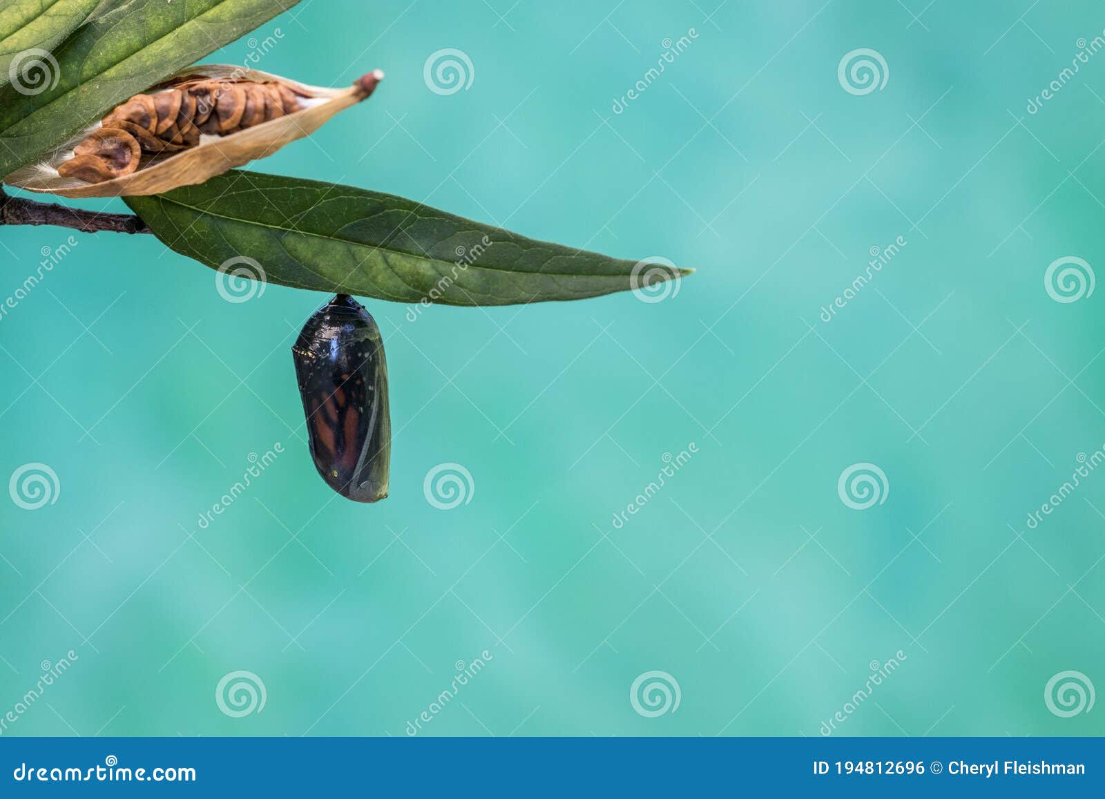 monarch butterfly chrysalis clear stage teal blue background