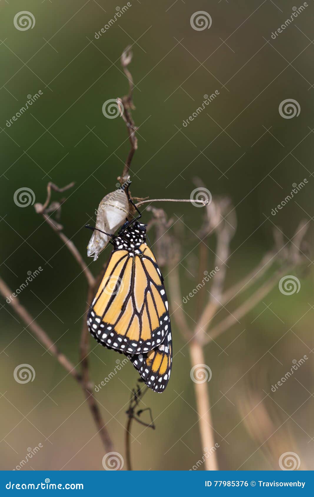 Monarch Butterfly and Chrysalis Stock Photo Image of fall, cycle